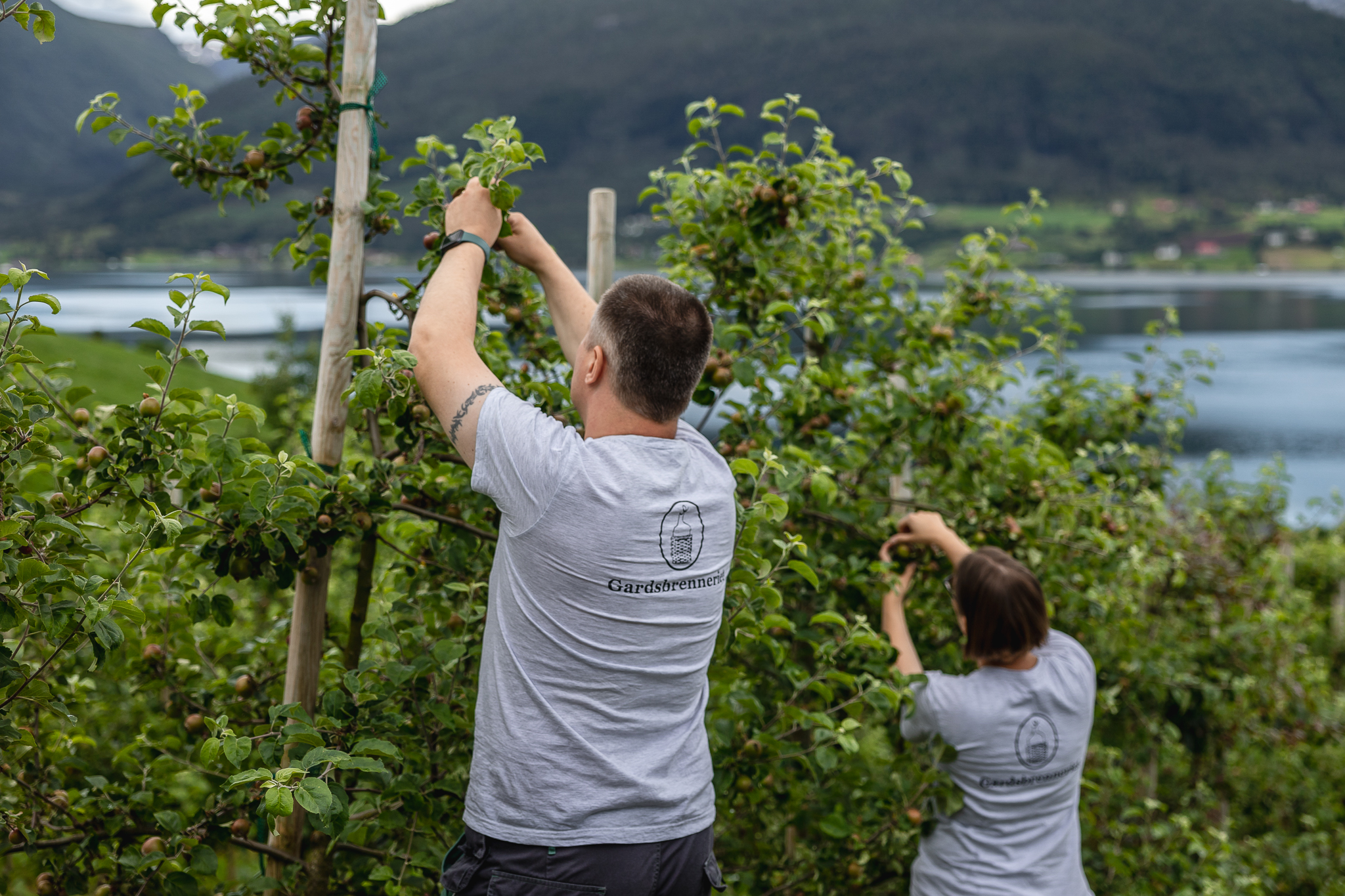 Gardsbrenneriet eple Lokalmat