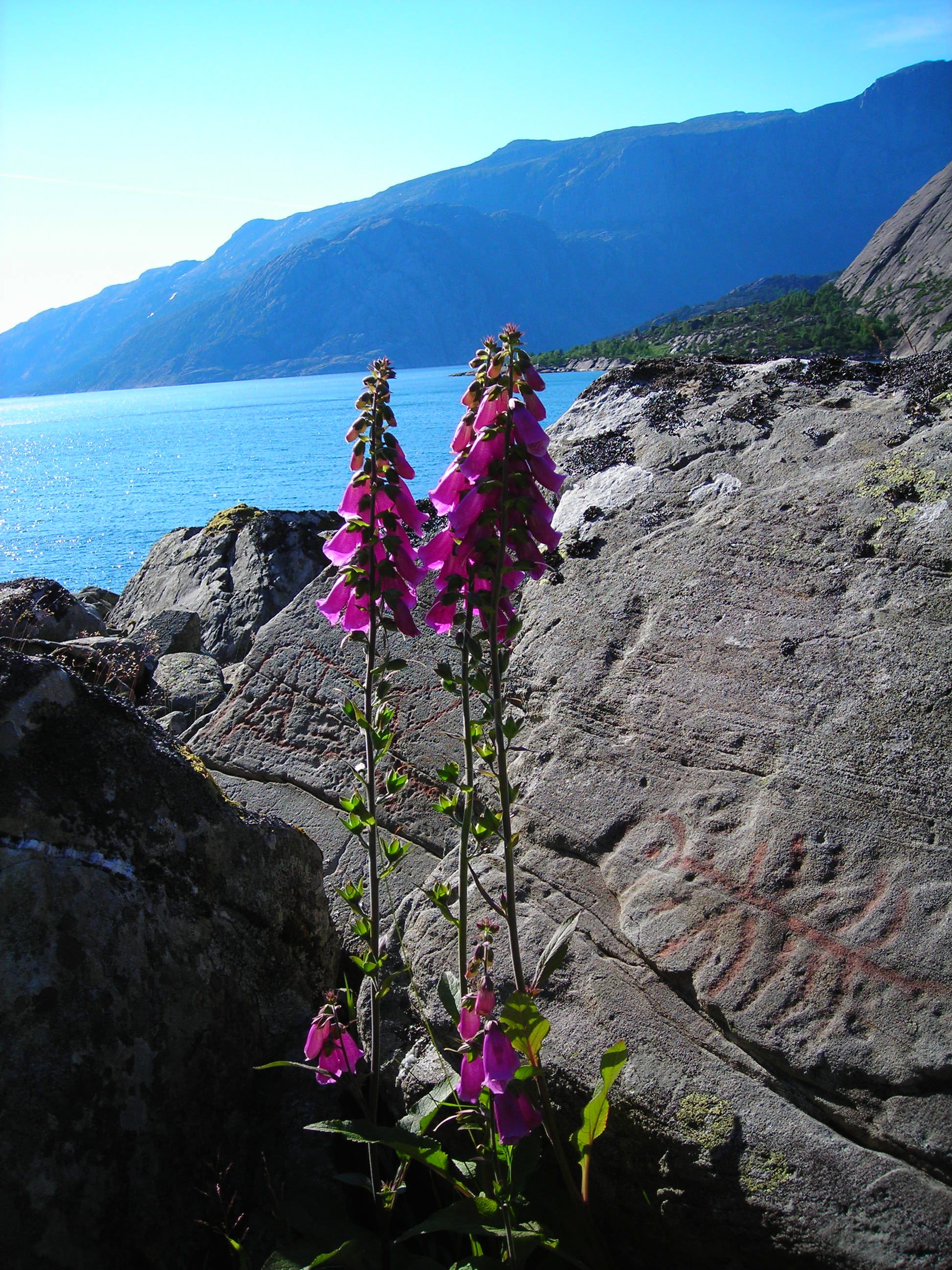 Vingenfeltet - Bremanger