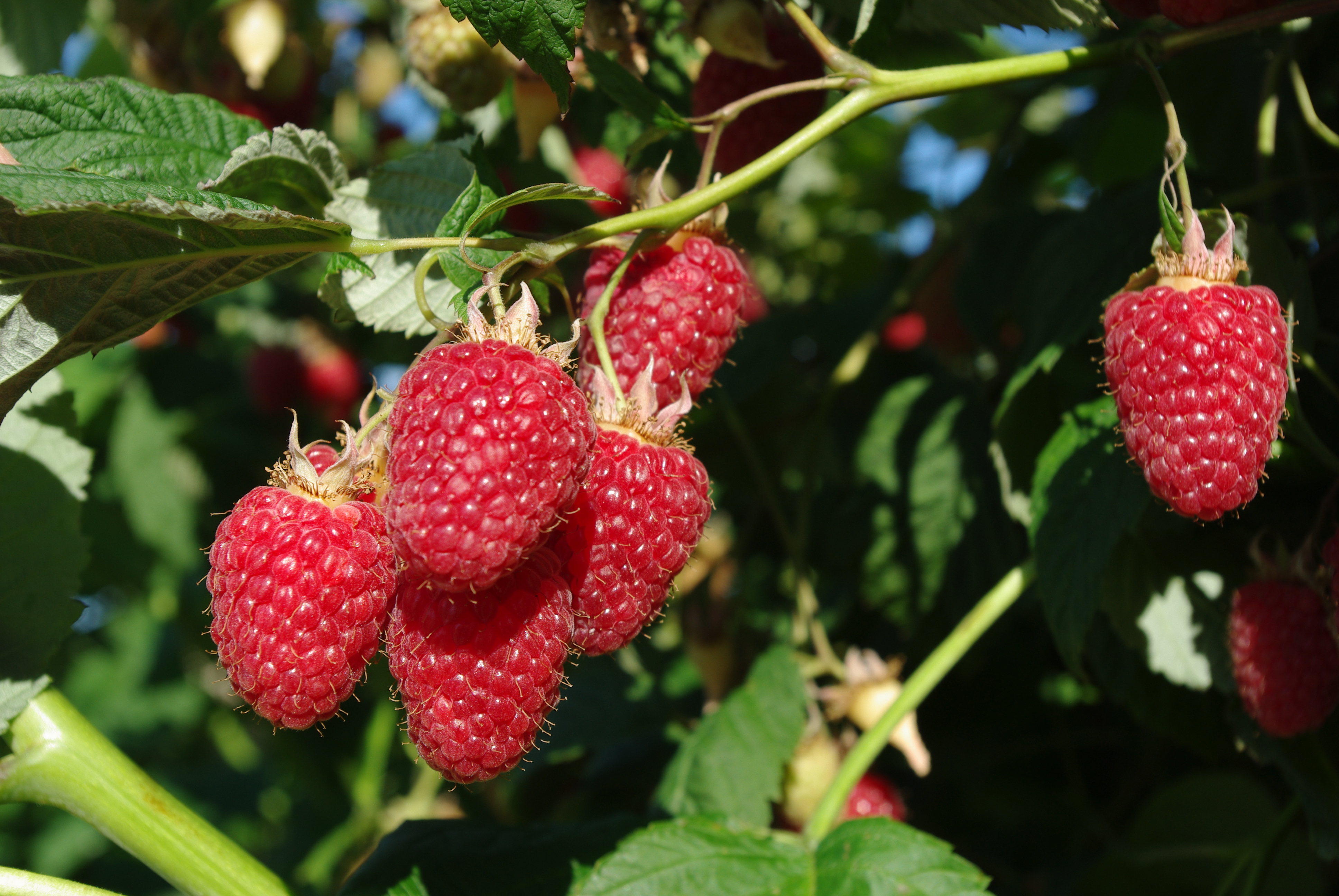 Bringebær i Innvik - Innvik Fruktlager