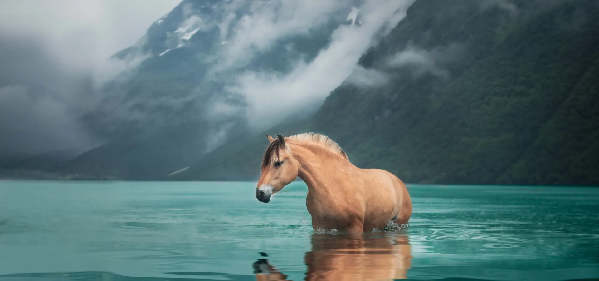 Fjordhest i Lovatnet 