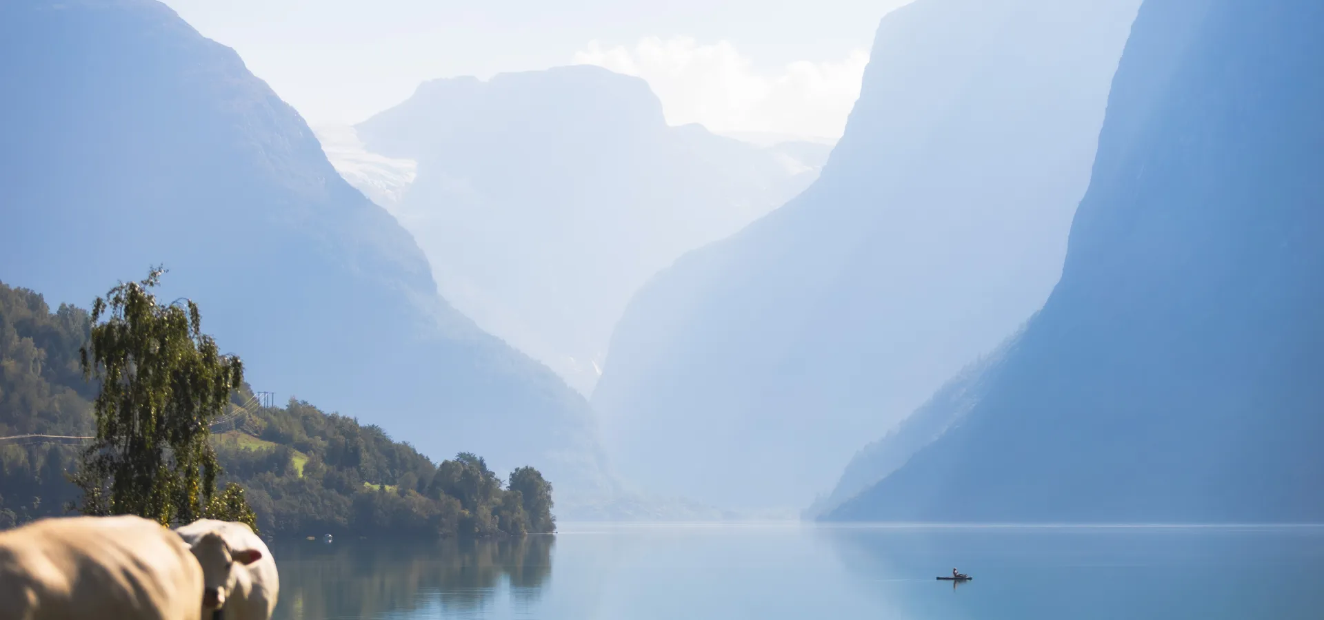 Kyr på Breng - Dag Ulvedal