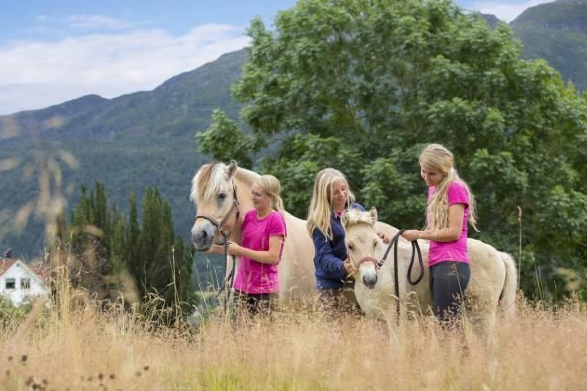 Guided tour | Norwegian fjord horse centre