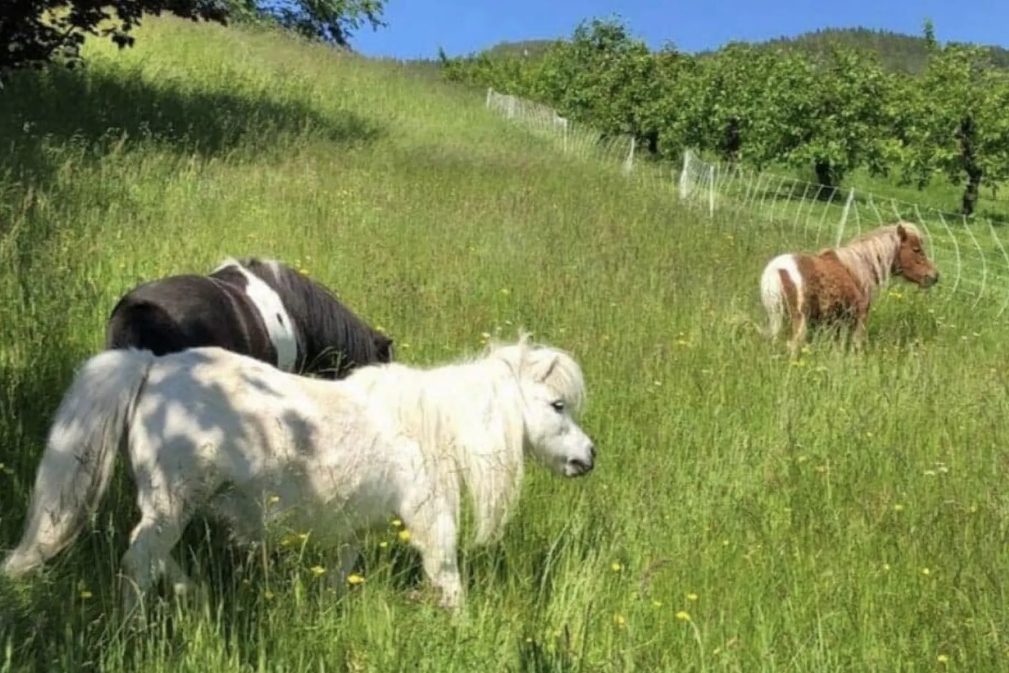 Fairytale Farm | Fjordguiding